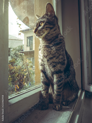 Curious grey tabby European cat sitting indoor on the window sill and looking outside.