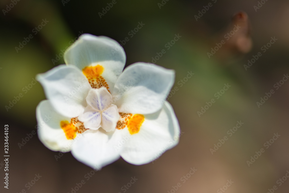 Flores Flores