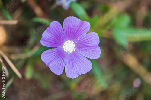 Flores