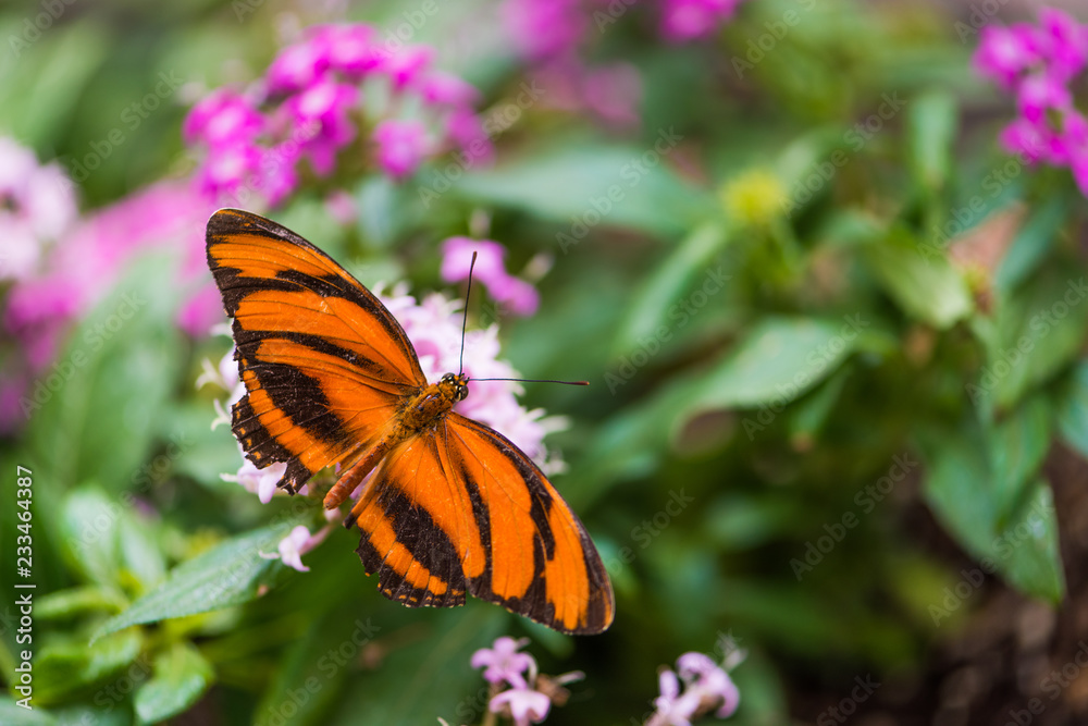 Mariposa Mariposa