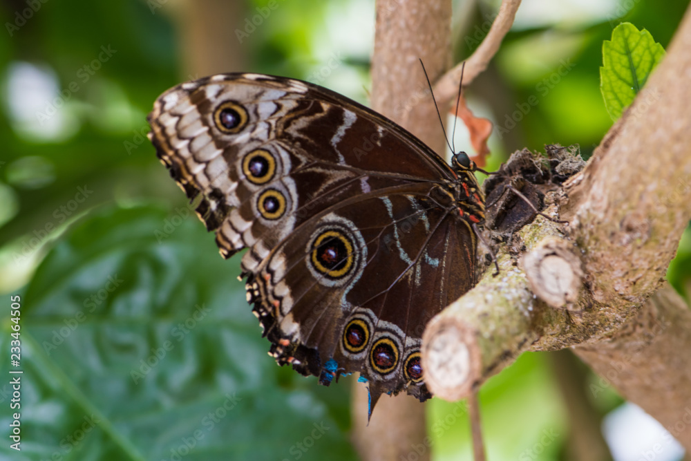 Fototapeta premium Mariposa