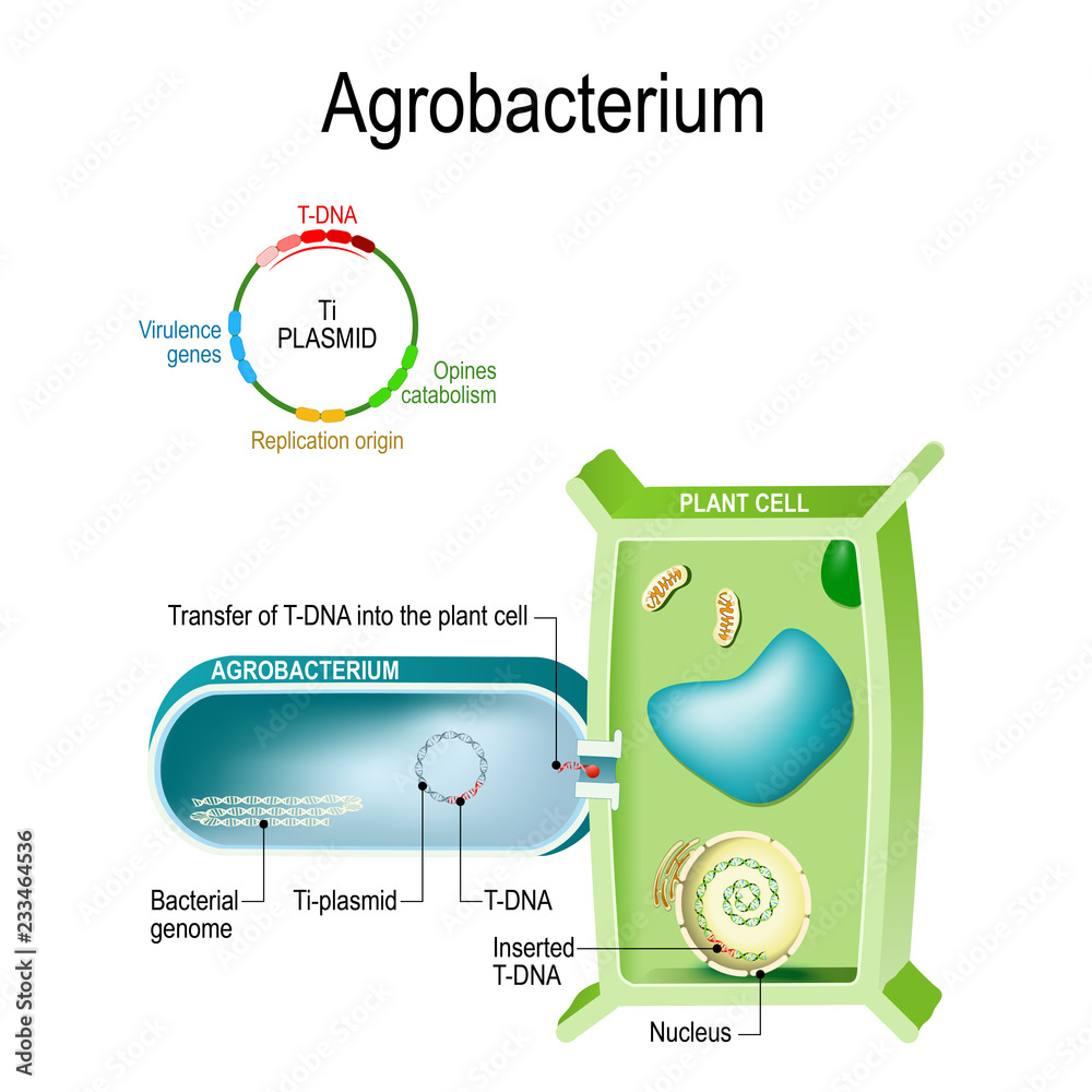 Agrobacterium. insertion segment of DNA from a plasmid, into the plant
