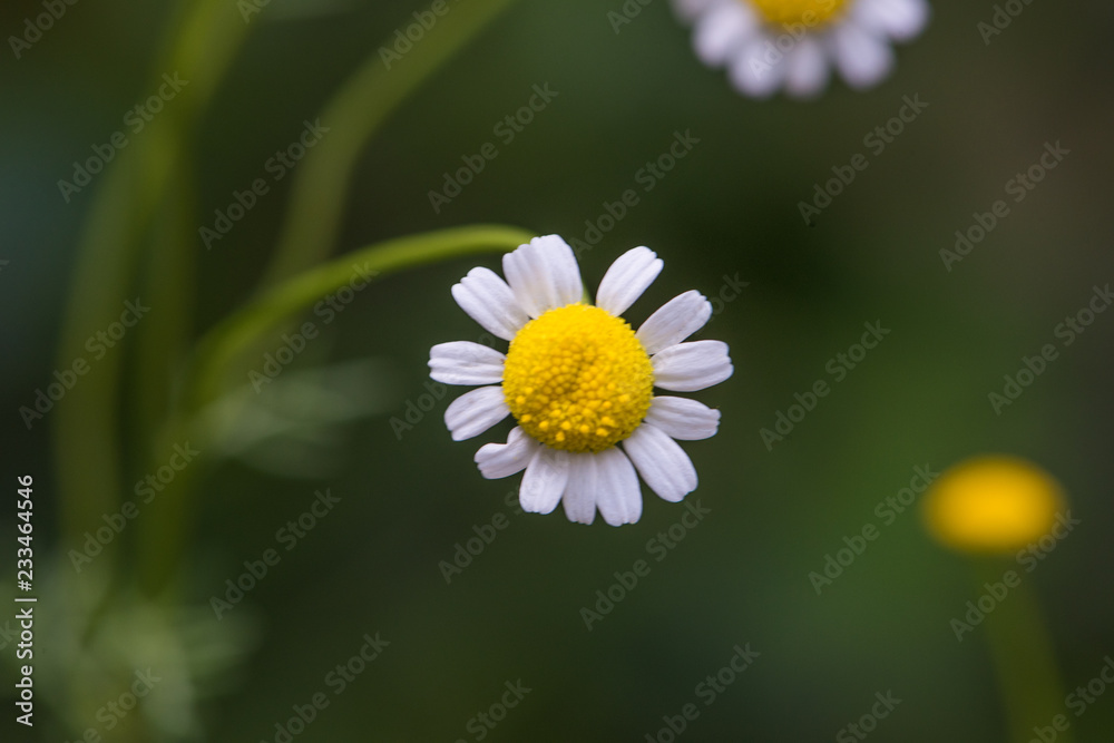 Obraz premium Flores