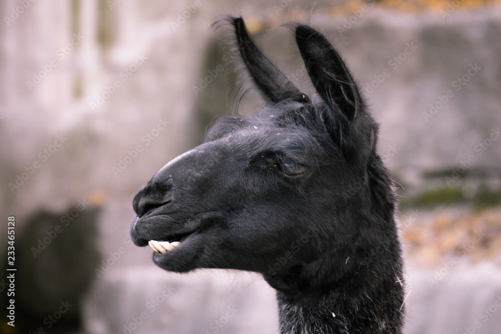 Fototapeta premium ustiges Lama