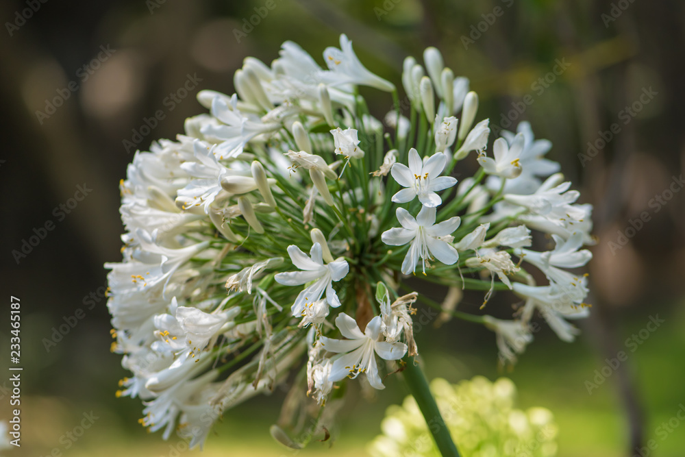 Flores