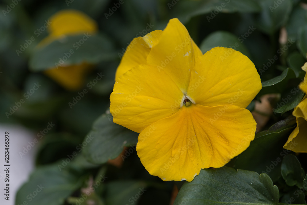 Flores Flores