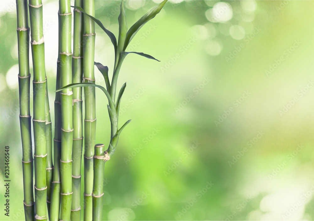 Fototapeta premium Many bamboo stalks on natural background, decoration plant.