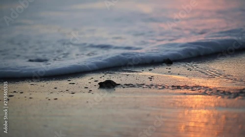 Baby Turtles In Sunset Surf