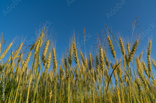 Field of wheat. Harvest time