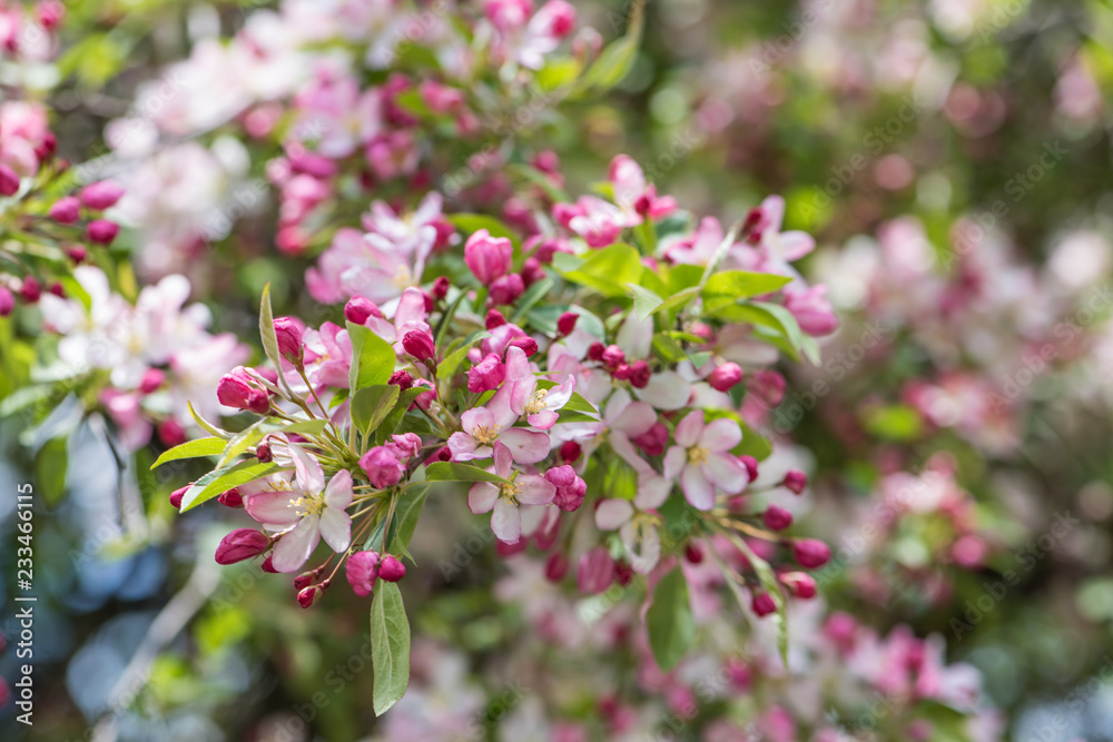 Flores Flores