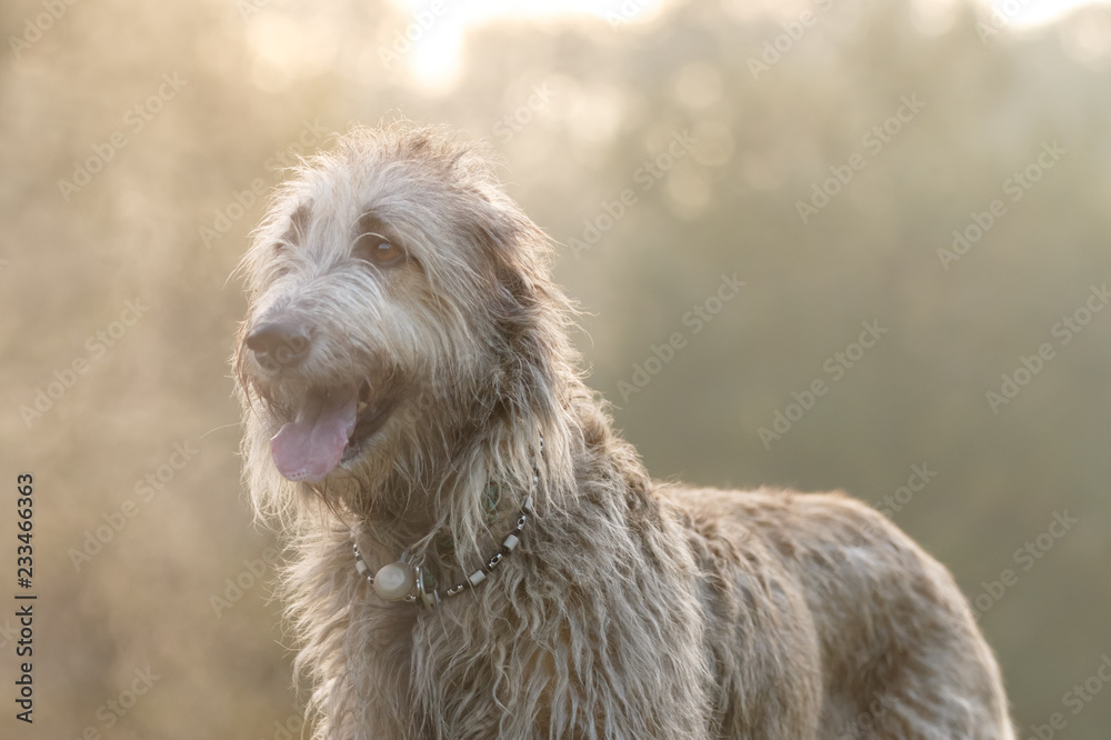 Irischer Wolfshund in der Morgenkälte Irischer Wolfshund in der Morgenkälte