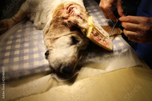 Medical treatment of othematoma  by basset hound photo