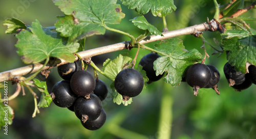 On the branch are ripe berries of Yoshta photo