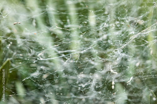 busy complex webs in the bush of green trees