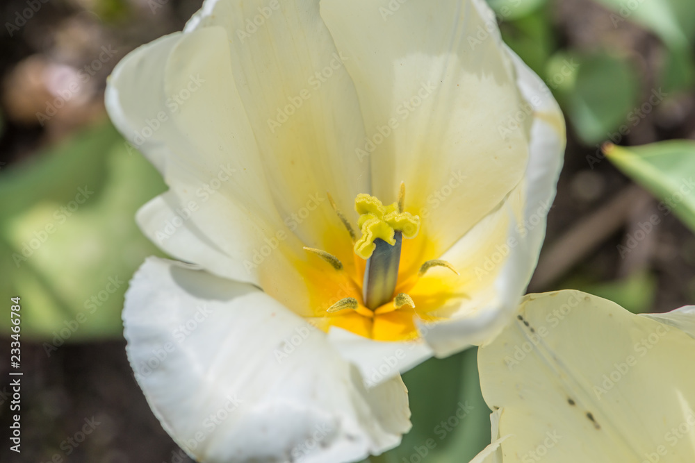 Fototapeta premium Flores