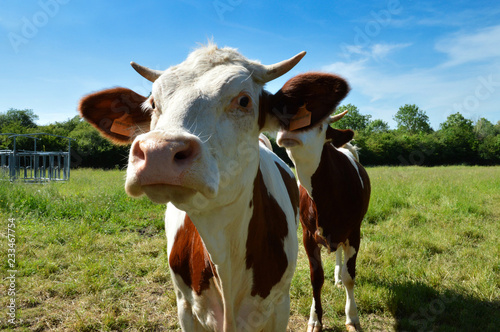 A cow heifer, dairy cow breed