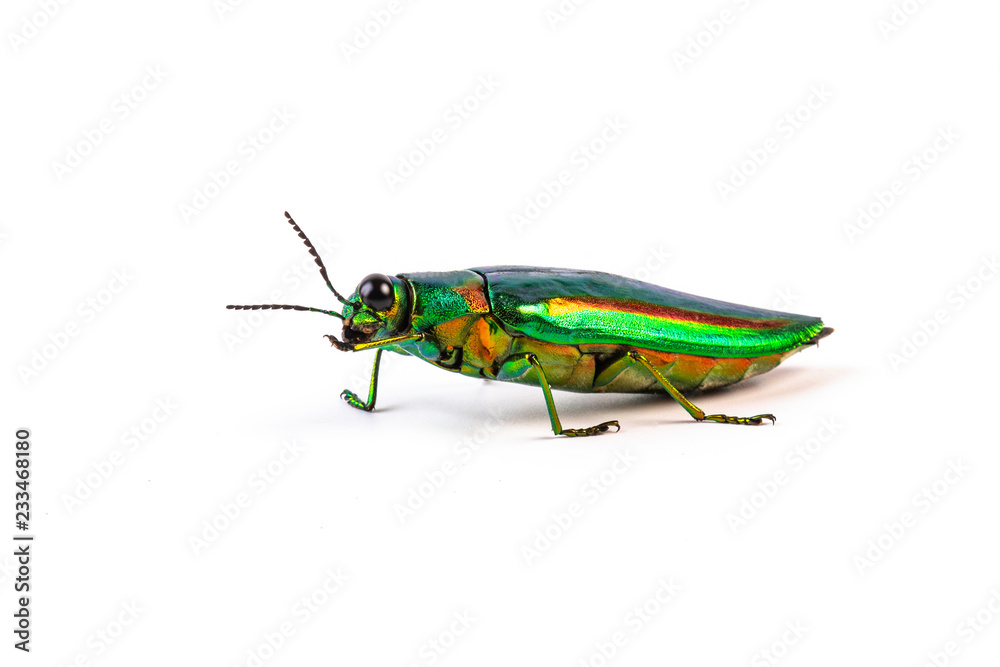 Jewel beetle, Metallic wood-boring beetle isolated Jewel beetle, Metallic wood-boring beetle isolated