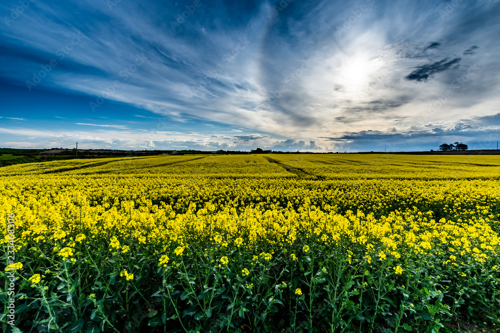 Obraz premium Rapeseed Field. Photo taken in Co Louth. Ireland. Close to Dundalk and Castlebellingham.