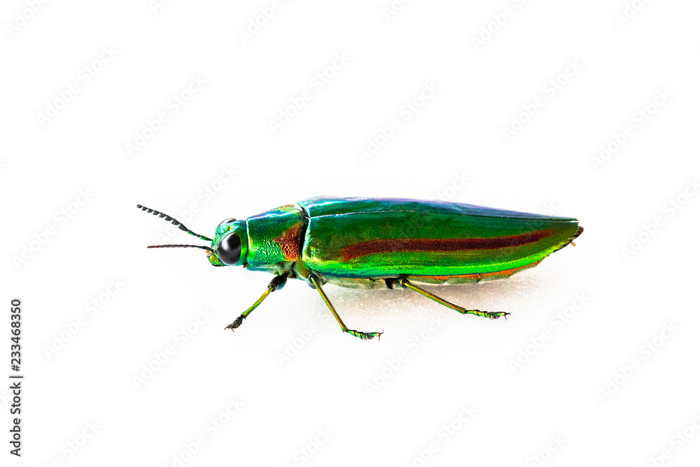 Jewel beetle, Metallic wood-boring beetle isolated Jewel beetle, Metallic wood-boring beetle isolated