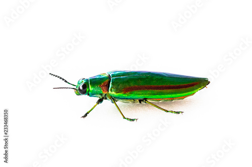 Jewel beetle, Metallic wood-boring beetle isolated
