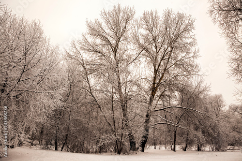 Beautiful views of Canadian winter forest in the snow at sunset frosty days. Trees covered in frost and snow.