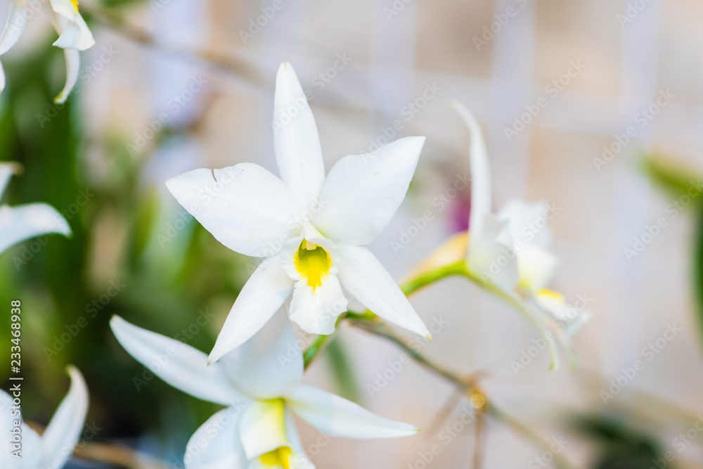 Orquideas Orquideas