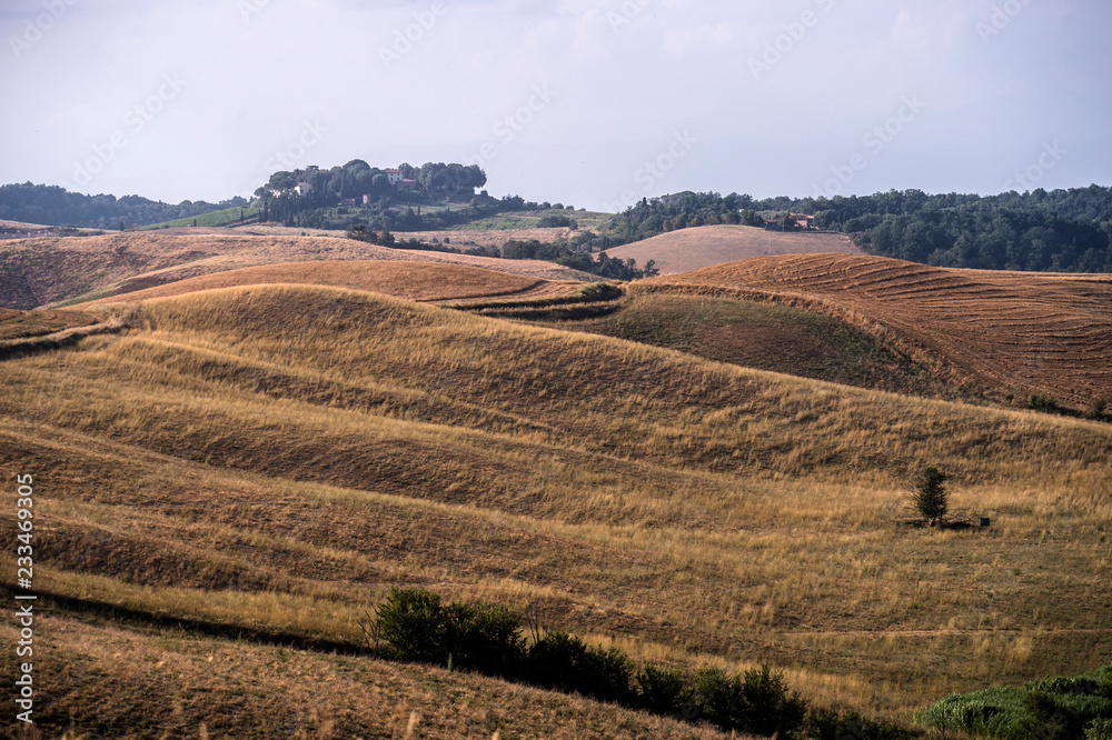 Fototapeta premium Colline toscane dorate