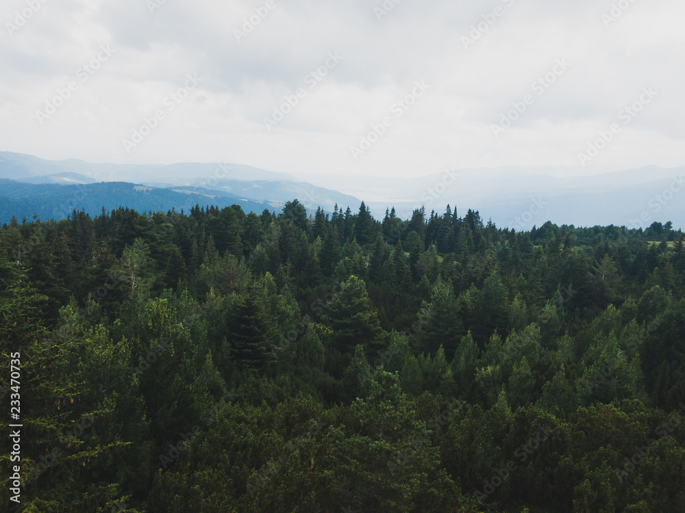 morning in the Bavarian Black Forest 