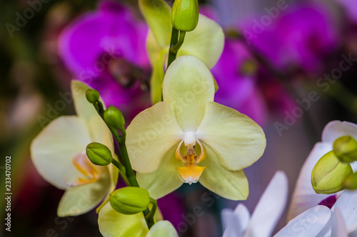 Orquideas