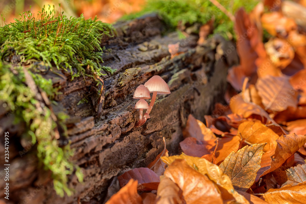 pink-tinged mushrooms grow from a piece of deadwood pink-tinged mushrooms grow from a piece of deadwood