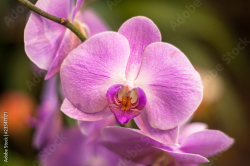 Pink orchid  Phalaenopsis Rosea  in garden