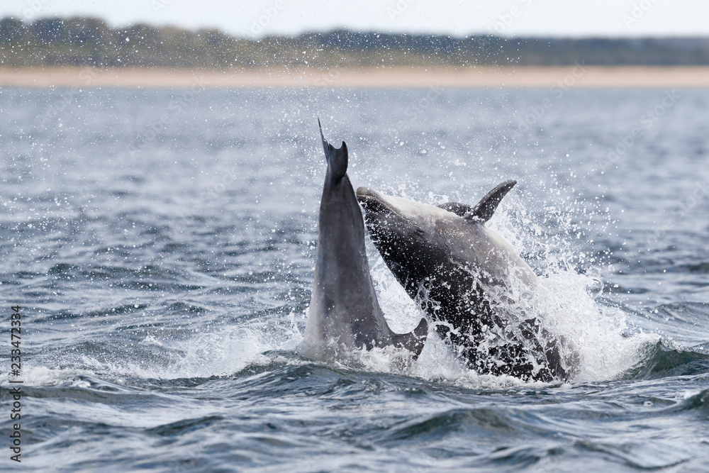 Fototapeta premium Playful wild bottlenose dolphin tursiops truncatus