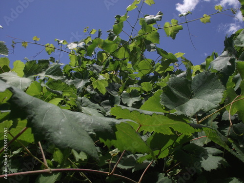 Bild auf Leinwand Querido Verde
