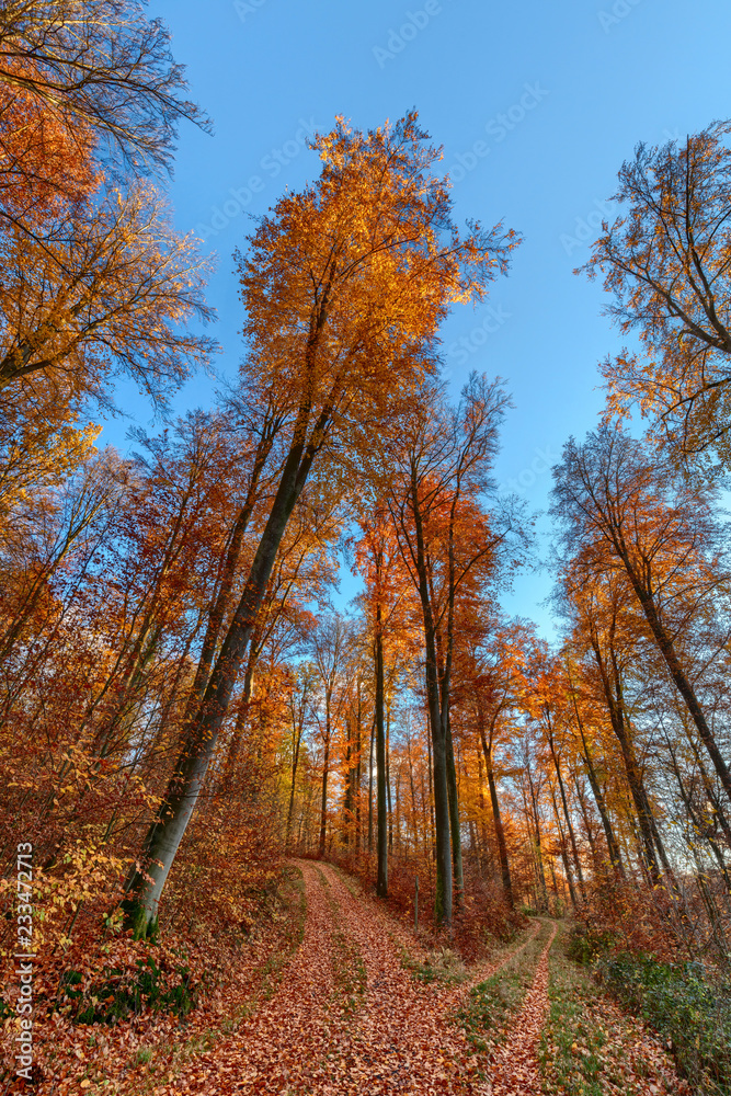 Fototapeta premium Two dividing forest paths in late fall with vibrant colors