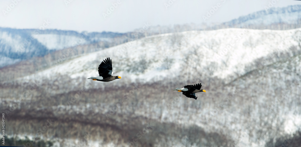 Naklejka premium Flying Steller`s sea eagles. Snow-covered mountains on the background. Scientific name: Haliaeetus pelagicus. Natural Habitat. Winter season.