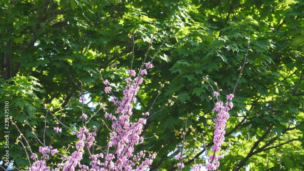 Purple tree blossom with bees. Forest pansy or Eastern Redbud tree. Maple tree in the background. East York, Toronto, Ontario, Canada.