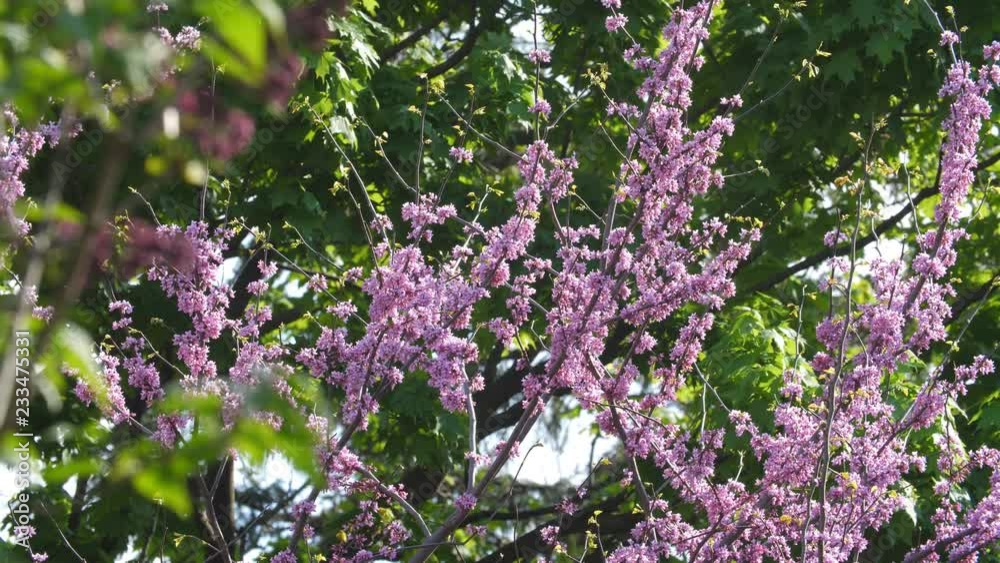 Purple tree blossom with bees. Forest pansy or Eastern Redbud tree. Maple tree in the background. East York, Toronto, Ontario, Canada.