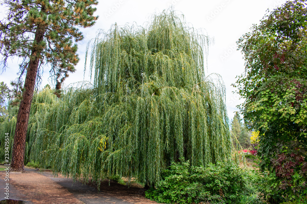 Obraz premium Fall Trees