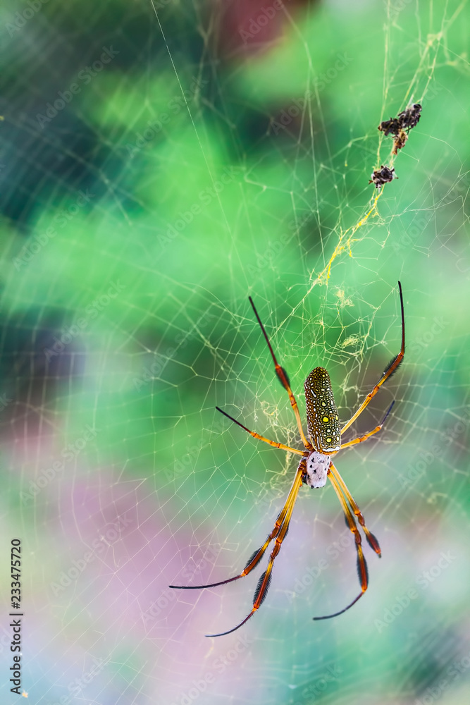 Goldene Seidenspinne in ihrem Netz Goldene Seidenspinne in ihrem Netz