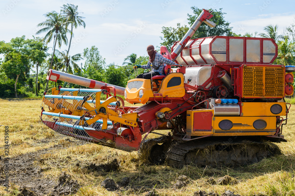 Fototapeta premium Combine harvester Working on rice field. Harvesting is the process of gathering a ripe crop