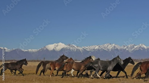Walking and running horse. Horses moves slowly against the background of the grazing herd. Herd of horses running on the steppes in background snow-capped mountain. Slow Motion at rate of 180 fps.