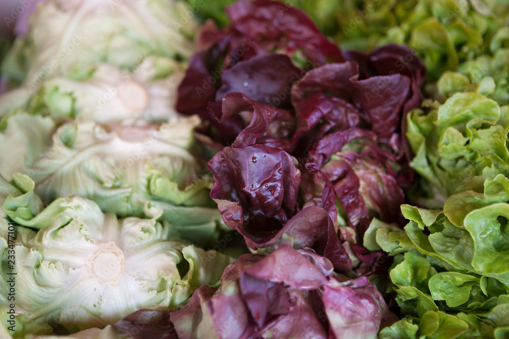Salad mix with rucola, frisee, radicchio and lettuce. Salad mix with rucola, frisee, radicchio and lettuce.