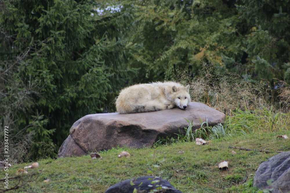 Obraz premium Arctic wolf