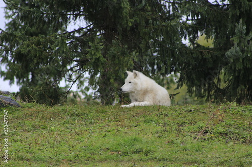 arctic wolf laying down 
