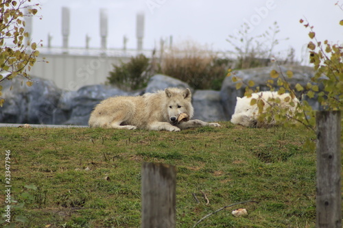 ARCTIC WOLF LAYING DOWN