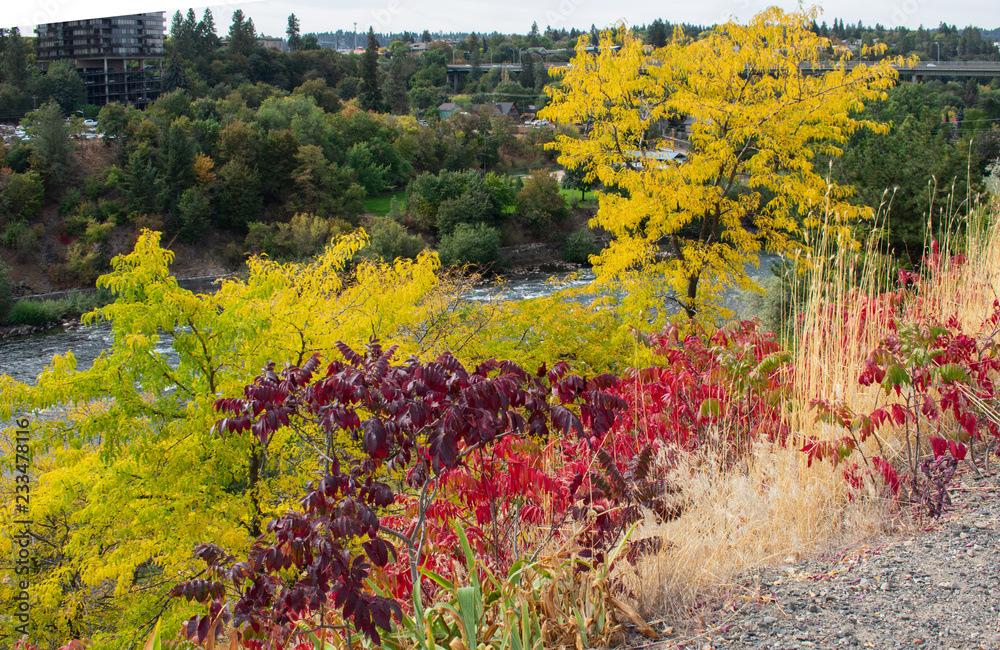 Fototapeta premium Fall Colors