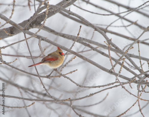 Female Northern Cardinal in Winter