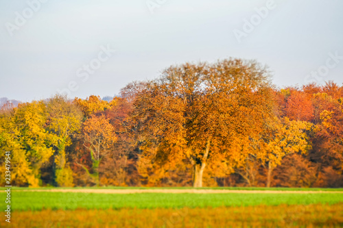 Baum im Herbst Miniatur