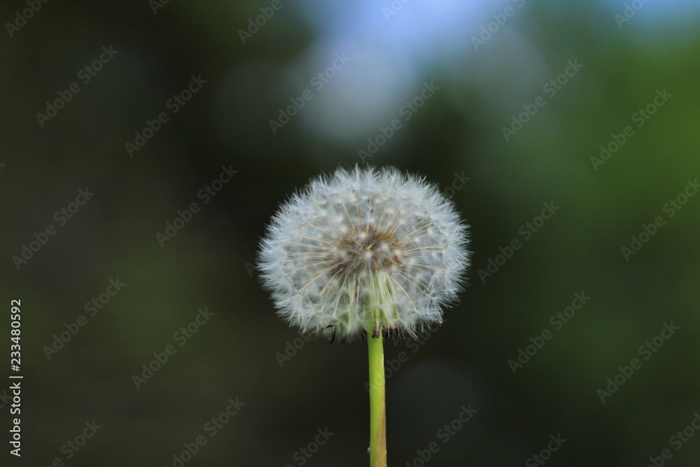 Dandelion 2 Dandelion 2