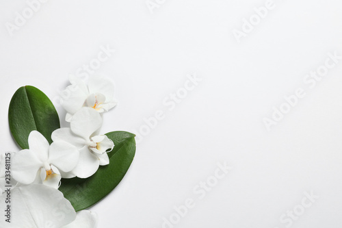 Beautiful orchid flowers with leaves on white background, top view. Tropical plant